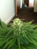 budbud 012.jpg