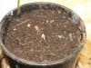 mk2-seed-germ-day-1.jpg