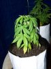 1st grow skunkberry.jpg