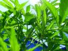reeferman 7.16.2010 2.jpg