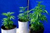 1st grow 7.16.2010.jpg