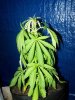 1st grow reefer.jpg