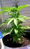 1st grow skunk #1 x blueberry2.jpg