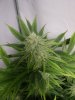 Flav Pheno 5 Top WOW!!!.JPG