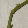 bent_stem_crop.png