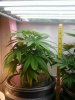 White Widow 1ft tall 7_21_10.jpg