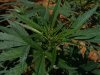 2010Grow 009.jpg