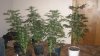 new cfl grow 013.jpg