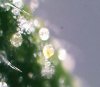 trichomes2.jpg