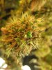 weedoozie day 90 seed.jpg