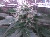 day 61 bud 2-1.jpg