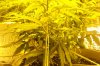 400w-hps, flower-july26.jpg