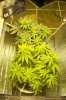 400w-hps, flower-july26 (5).jpg