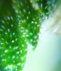 Random Trichs 1.jpg