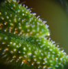 Random Trichs 2.jpg