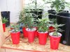 2010_0729vegroom0021.jpg