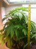 White Widow 1ft 1in tall 7_28_10.jpg