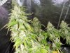 week 7 flowering 019.jpg