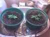 clones day 15.jpg