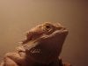 my lizard 2008 005.jpg