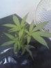 clones 6 days in N.F.T 011.jpg