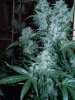 flower week 9 - flushing 006.jpg