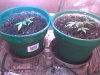 clones day 17.jpg