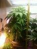 White Widow 1ft 4in tall 8_4_10.jpg