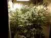 tent grow 1.jpg