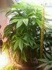 White Widow 1ft 7in tall 8_7_10.jpg