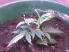 clone day 23 3-1.jpg