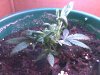 clone day 23 3-2.jpg