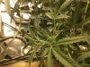 White Widow 012.jpg