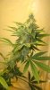 white widow 015.jpg