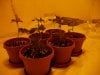 lsd kush clones2 day1 aug 12 2010.jpg