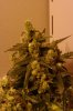 Flowering Day 59 - Bud1.jpg