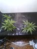 clones 21 days nft 400watt hps 003 (450 x 600).jpg