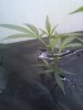 clones 21 days nft 400watt hps 004 (300 x 400).jpg