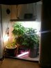 Veg Room 8_12_10.jpg