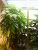 White Widow 2ft tall 8_12_10.jpg