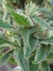 outdoor grow(closeup wow!).jpg