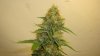 white widow 004.jpg