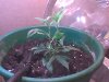 clone day 27 3-2.jpg