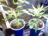 Blue dream clones that I will flower in 1 week.jpg