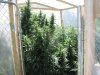 GROW PICS 17 003.jpg