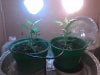 clones day 32.jpg