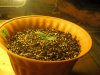 Day 6 - Plant 2.jpg