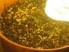 Day 2 - Plant 1.jpg