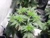 cataract kush week5-flower week1.jpg