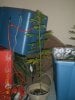 grow pix 005a.jpg